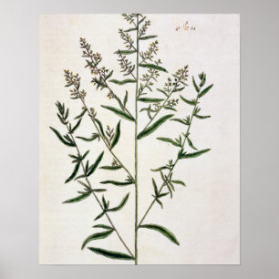 Tarragon, bord 116 uit 'A Curious Herbal', publicl Poster
