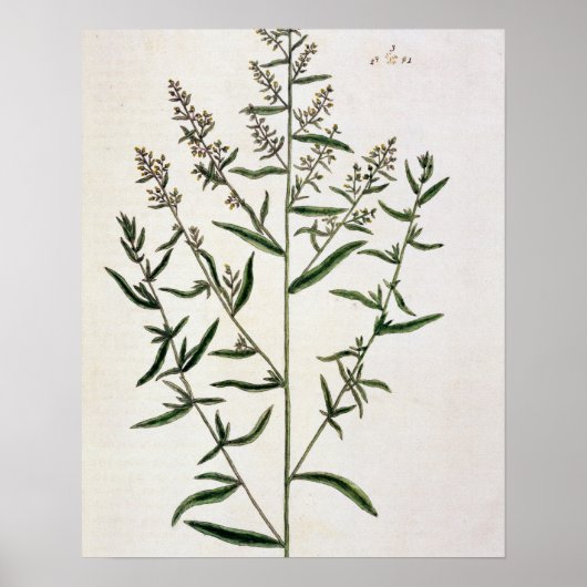 Tarragon, bord 116 uit 'A Curious Herbal', publicl Poster (Voorkant)