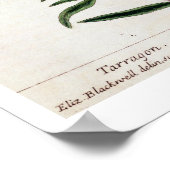 Tarragon, bord 116 uit 'A Curious Herbal', publicl Poster (Hoek)