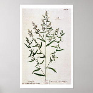 Tarragon, bord 116 uit 'A Curious Herbal', publicl Poster