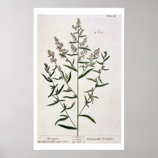Tarragon, bord 116 uit 'A Curious Herbal', publicl Poster (Voorkant)
