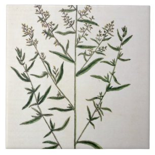 Tarragon, bord 116 uit 'A Curious Herbal', publicl Tegeltje