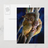 Tarsier Briefkaart (Voorkant / Achterkant)