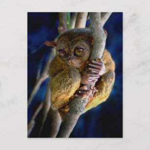 Tarsier Briefkaart