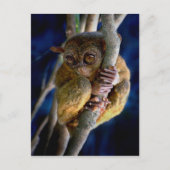 Tarsier Briefkaart (Voorkant)