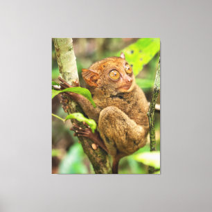 Tarsier Monkey Wildlife Leuk Dier Canvas Afdruk
