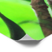 Tarsier Poster (Hoek)