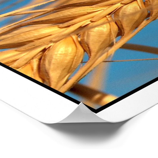 Tarwe 2 poster (Hoek)