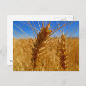 tarwe briefkaart (Voorkant / Achterkant)