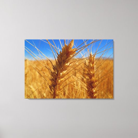 tarwe canvas afdruk (Voorkant)