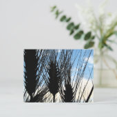 Tarwe en lucht 2012 briefkaart (Staand voorkant)