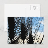 Tarwe en lucht 2012 briefkaart (Voorkant / Achterkant)