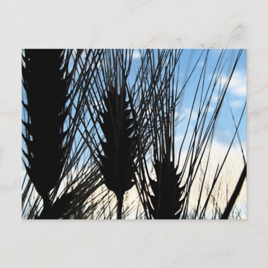 Tarwe en lucht 2012 briefkaart (Voorkant)