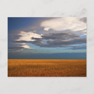 Tarwe fiele oliefilter briefkaart