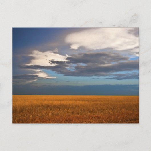 Tarwe fiele oliefilter briefkaart (Voorkant)