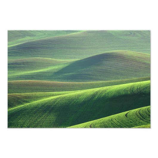 Tarwe komt op in de heuvels van de Palouse Foto Afdruk (Voorkant)