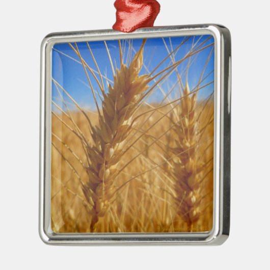 tarwe metalen ornament (Links)