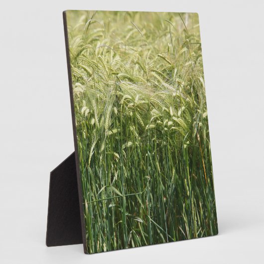 Tarwe - mooi! fotoplaat (Zijkant)