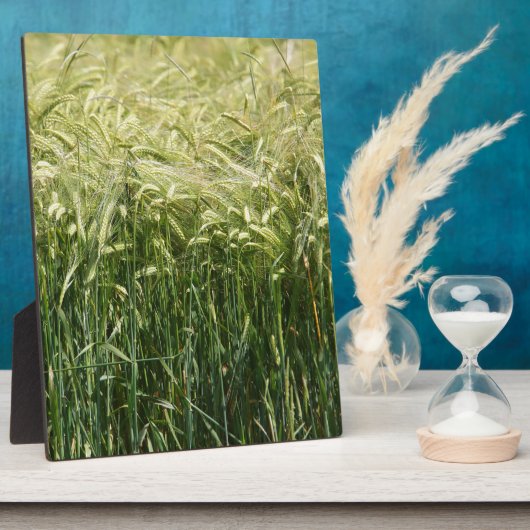 Tarwe - mooi! fotoplaat (Zijkant)
