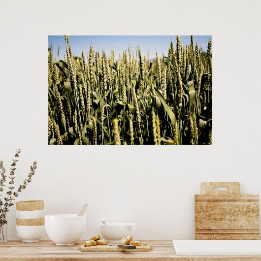 tarwe poster (Keuken)