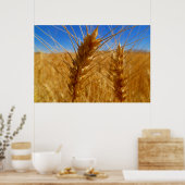 tarwe poster (Keuken)