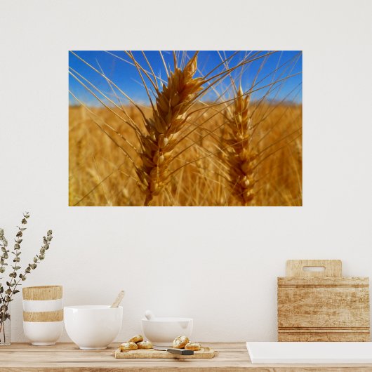 tarwe poster (Keuken)