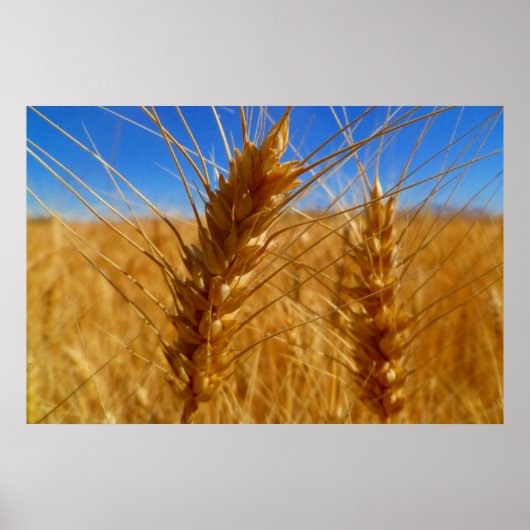 tarwe poster (Voorkant)