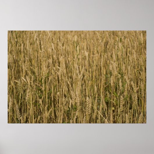 tarwe poster (Voorkant)