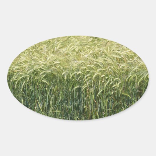 Tarwe - Tasty! Ovale Sticker (Voorkant)