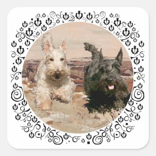 Tarwe & Zwarte Scotties Rennen Vierkante Sticker (Voorkant)