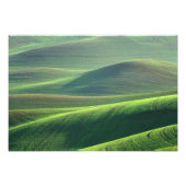 Tarwebronnen in de heuvels van de Palouse Foto Afdruk (Voorkant)
