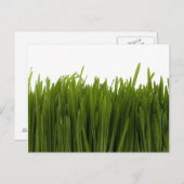 Tarwegras Briefkaart (Voorkant / Achterkant)