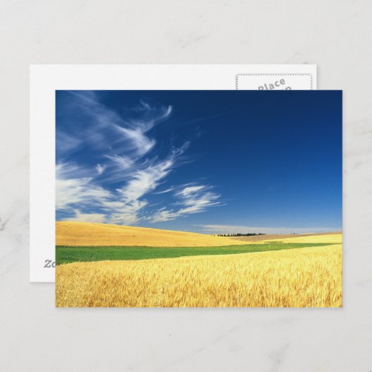 Tarweoogst op de paleis in het oosten briefkaart (Voorkant / Achterkant)