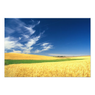 Tarweoogst op de Palouse in het oosten Foto Afdruk
