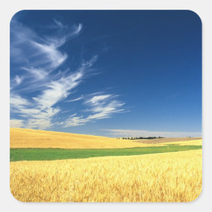 Tarweoogst op de Palouse in het oosten Vierkante Sticker