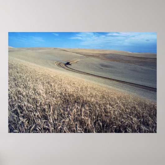 Tarweoogst Poster (Voorkant)
