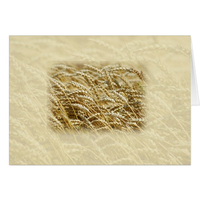 Tarweveld (Voorkant Horizontaal)