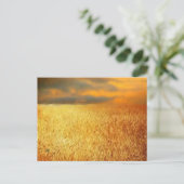 Tarweveld bij zonsondergang, briefkaart (Staand voorkant)