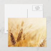 Tarweveld Briefkaart (Voorkant / Achterkant)