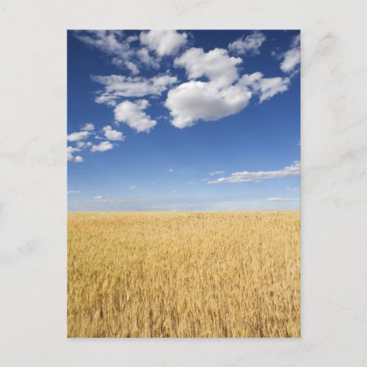 Tarweveld Briefkaart (Voorkant)