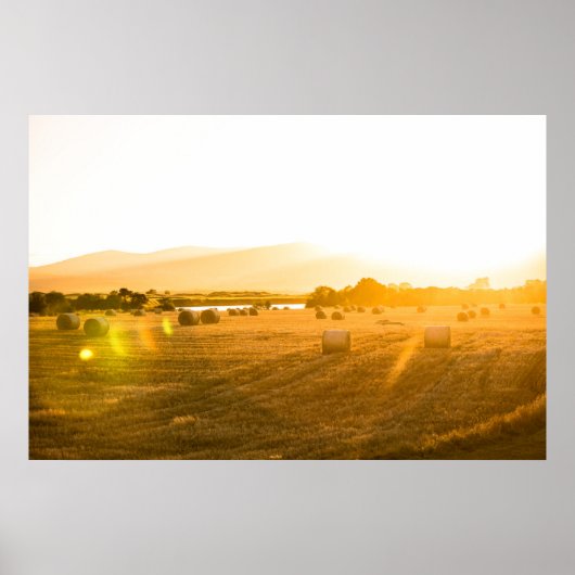 Tarweveld | Dornoch, North Scotland, UK Poster (Voorkant)