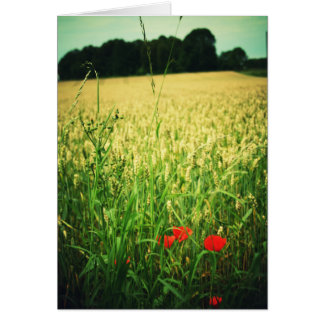 Tarweveld - Duitsland