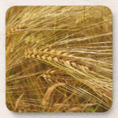 Tarweveld. Het is oogsttijd! Bier Onderzetter (Voorkant)