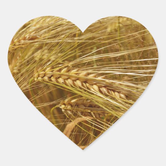 Tarweveld. Het is oogsttijd! Hart Sticker (Voorkant)
