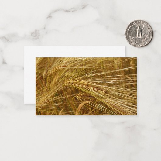 Tarweveld. Het is oogsttijd! Notitiekaartje (Voorkant / Achterkant in situ)