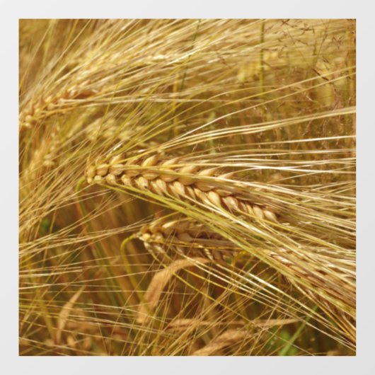 Tarweveld. Het is oogsttijd! Raamsticker (Vel)