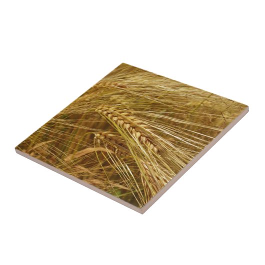 Tarweveld. Het is oogsttijd! Tegeltje (Zijkant)