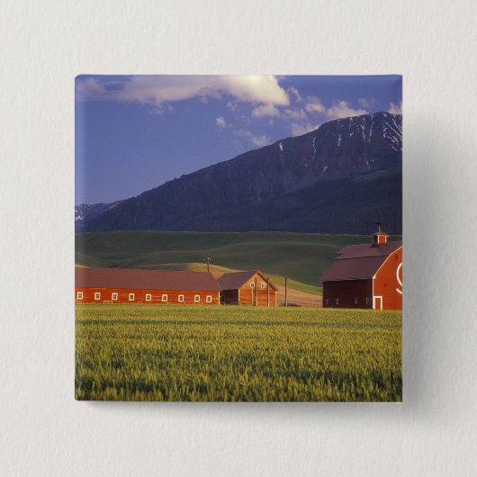 Tarweveld in de Wallowa-vallei, net buiten Vierkante Button 5,1 Cm (Voorkant)
