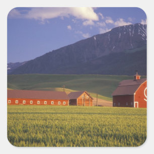Tarweveld in de Wallowa-vallei, net buiten Vierkante Sticker