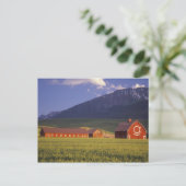 Tarweveld in de Wallowa-vallei, vlak buiten Briefkaart (Staand voorkant)